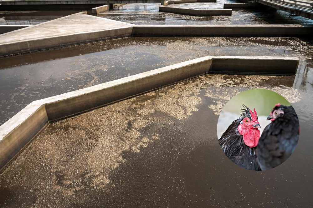 屠宰廢水處理方案｜穩(wěn)定達(dá)標(biāo)，運(yùn)維更簡便